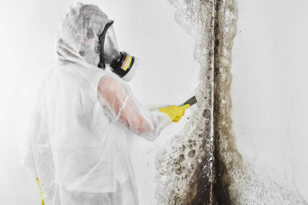 Best Mold Damage Repair  in Huntland, TN