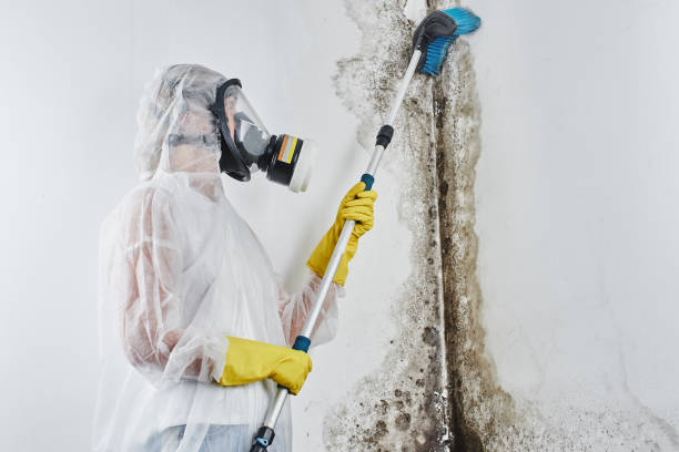 Best Mold Cleaning Services  in Huntland, TN