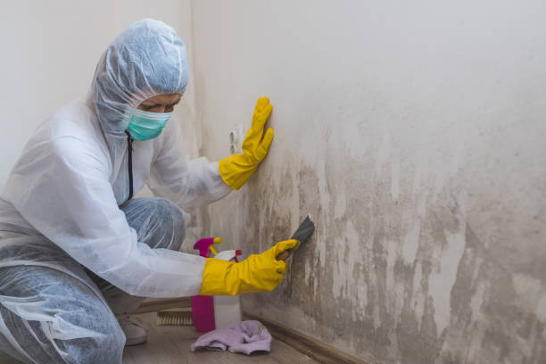Attic Mold Removal in Huntland, TN