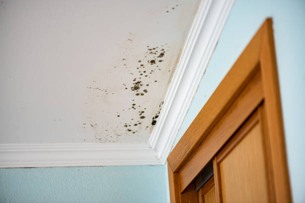 Best Affordable Mold Removal  in Huntland, TN