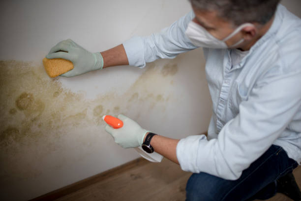 Best Mold Remediation  in Huntland, TN