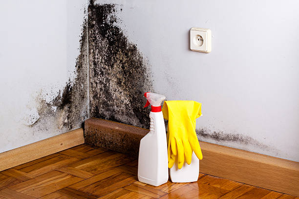 Best Attic Mold Removal  in Huntland, TN