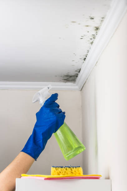 Best Same-Day Mold Removal  in Huntland, TN